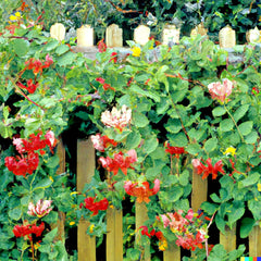 Twin-berry Honeysuckle Seeds - 50+ Medicinal Red Flower Vine Shrub - Lonicera involucrata
