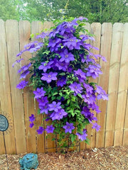 Blue Downy Clematis Seeds - 20 Hybrid Flower Seeds for Climbing Vine - Clematis macropetala