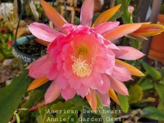 Unrooted Epiphyllum Cuttings - American Sweetheart - 8 to 10 Inches Long - Epiphyllum oxypetalum