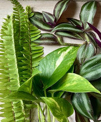 Live Rooted Plant Cuttings - 15 Pothos, Ferns, Wandering Jew - Houseplant Cuttings for Easy Home Gardening