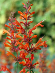 Red Hyssop Seeds - 100 Pack - Agastache Perennial Flower Seeds for Blooming Garden - US Seller