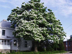 Northern Catalpa Tree Seeds - Set of 100+ - Catalpa speciosa - Hardy Zones 5-9 - Drought Resistant Seed Pack