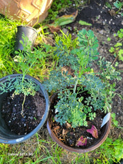 Blue Ruda Rue Live Plants - 2 in 1 Gallon Pot - Male and Female Variety - Ruta graveolens
