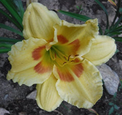 Hemerocallis 'Leprechaun Eyes' Daylily Bareroot Plant - One Mature Eye, Yellow with Green Throat