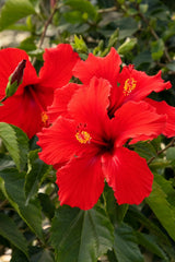 Tropical Hibiscus Starter Plants, President Red, 5-Inch Plug Size, Live Plant, Hibiscus rosa-sinensis