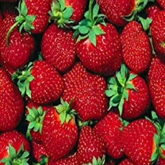 Everbearer Strawberry Plants - 10 Bare Root - Ft. Laramie Variety - Fragaria × ananassa