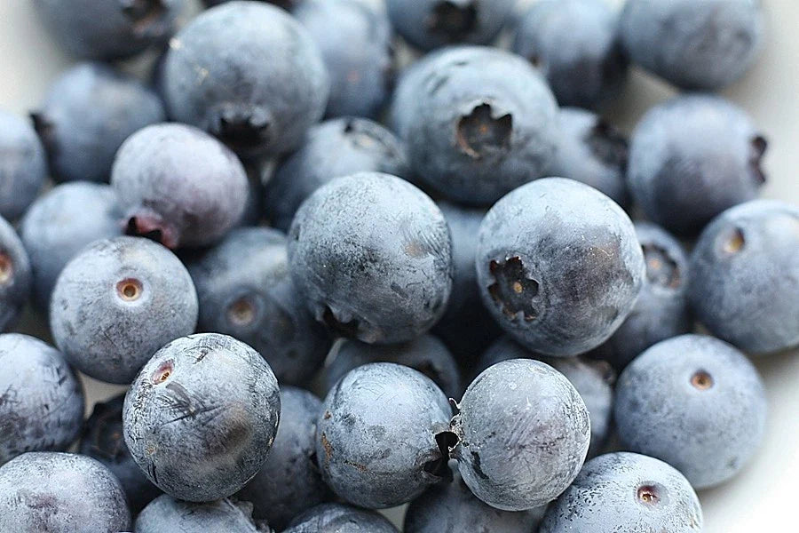 Southern Blueberry Seeds Bulk - 1000 Seeds - Evergreen Shrub - High Heat Tolerance - Vaccinium ashei