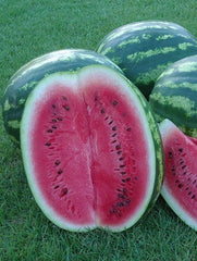 Crimson Sweet Watermelon Seeds - Fresh Heirloom Seeds for Planting - Citrullus lanatus