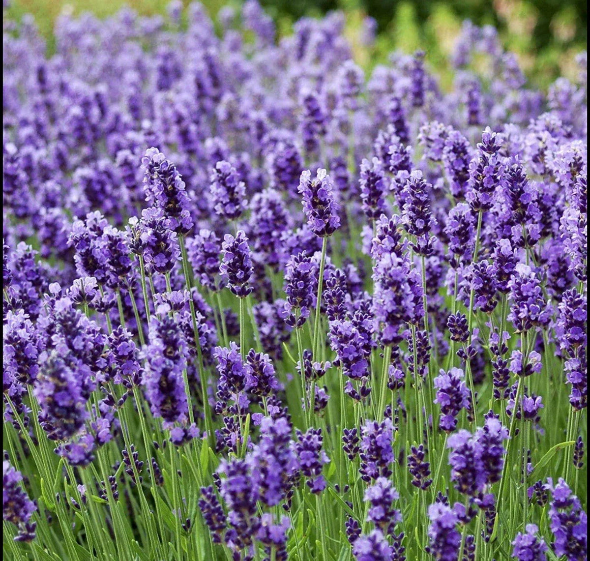 200 Seeds Lavender Vera True Lavender Lavandula Angustifolia Perennial Non-GMO Herb Garden Seeds