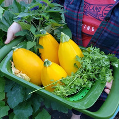 Golden Egg Zucchini Squash Seeds - 25+ Pack - Heirloom Variety - Cucurbita pepo - USA