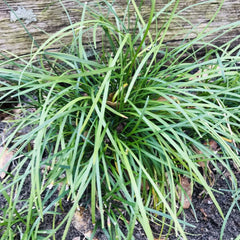 Mondo Grass Plugs 50 Count Evergreen Ground Cover Bare Root Ophiopogon japonicus