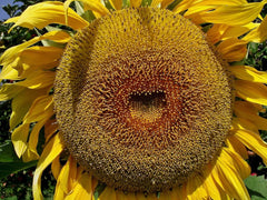 American Giant Hybrid Sunflower Seeds - 25 Pack - Helianthus annuus - Ideal for Large Flower Heads