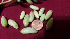 Jelly Bean Succulent Leaves Cuttings 20 pcs - Sedum rubrotinctum, Colorful Green & Red Varieties for Planting