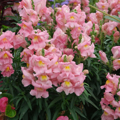 Appleblossom Snapdragon Seeds | Heirloom Non-GMO | Antirrhinum majus | Free Shipping