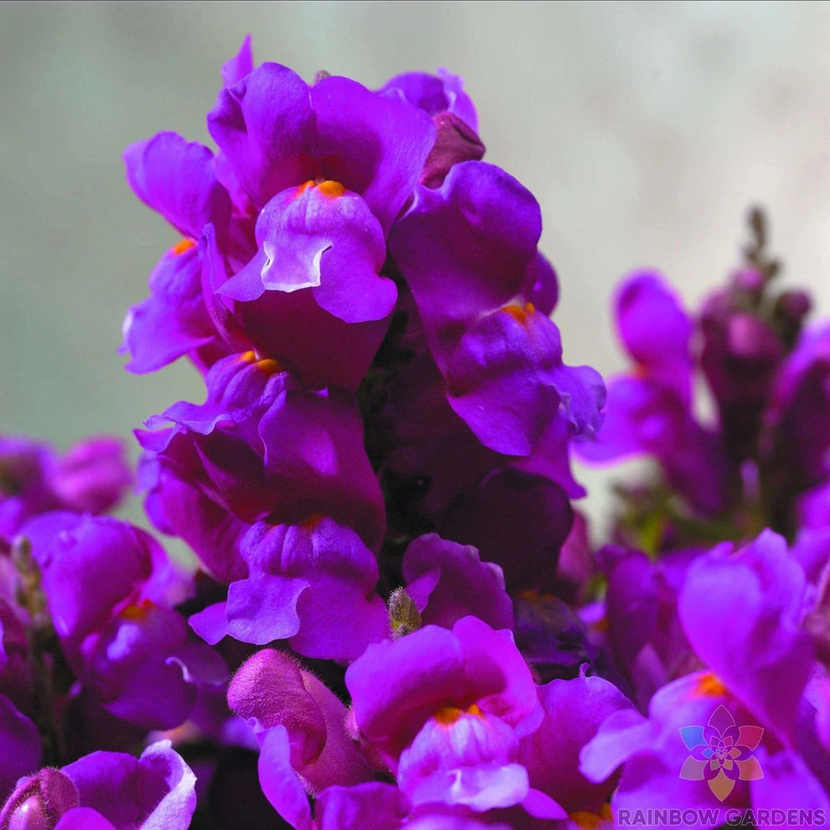 Purple Snapdragon Seeds - 1000+ Count - Antirrhinum majus - Floral Showers Variety - Ideal for Garden Planting