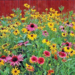 Pollinator Mix Seeds 2001+ | 17 Native Wildflowers | Annual & Perennial Garden | Easy to Grow