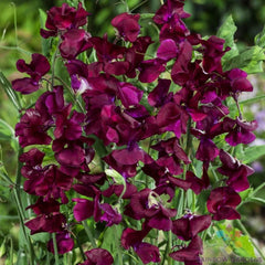 Royal Maroon Sweet Pea Seeds - 50+ Pack for Garden Planting - Lathyrus odoratus - USA Grown, Free Shipping