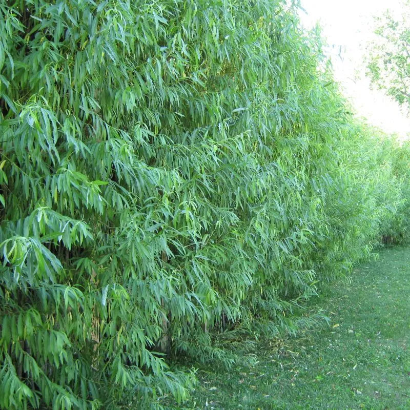 Hybrid Aussie Willow Tree - Fast Growing - 1 Tree - Salix x 'Aussie'
