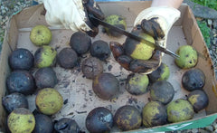Black Walnut Husks Seeds - Organic 100% Natural Anti-Parasitic - Juglans Nigra