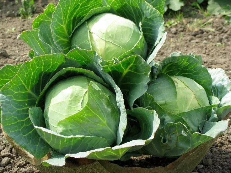 Cabbage Seeds 1000+ Heirloom Danish Ballhead NON-GMO Fresh Seeds for Planting Brassica oleracea