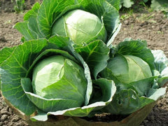 Cabbage Seeds 1000+ Heirloom Danish Ballhead NON-GMO Fresh Seeds for Planting Brassica oleracea