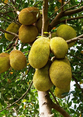 Jackfruit Seedling Tree Live 8-10in Tall Artocarpus heterophyllus 1 Year Old