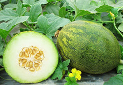 Coconut Melon Seeds for Planting - 10 Pack - Lambkin Melons (Cucumis melo)