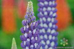 Neptune Lupine Seeds - 25+ Pack for Garden Planting - Lupinus nootkatensis - USA Grown, Free Shipping