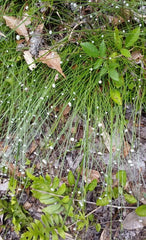 Pipewort Live Plant Eriocaulon koernickianum Rare Aquatic Wetland Native USA
