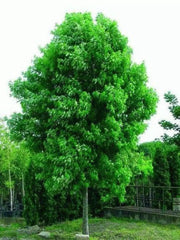 Silver Maple Tree Live Starter Plant 6-12 Inches Acer saccharinum Bare Root Fresh Shipment