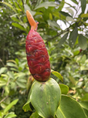Costus Woodsonii Cuttings - Organic Red Indian Head Ginger, Hawaii Grown, 3 Healthy Stem Pieces