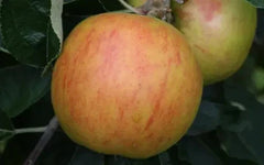 Holstein Apple Seeds - 25+ Pack for Garden Planting - Malus domestica - USA Grown, Free Shipping