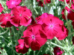 Rose Campion Seeds 200 Pack, Magenta Flowers, Fuzzy White Leaves, Lychnis Coronaria