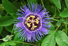 Passion Flower Starter Plant 4” - Passiflora Incarnata - Live Green Plant, Ships Without Pot