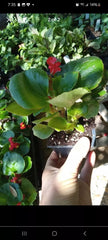 Red Dragon Wing Begonia Live Plant - 2.5 Inch Pot - Houseplant - Begonia x erythrophylla