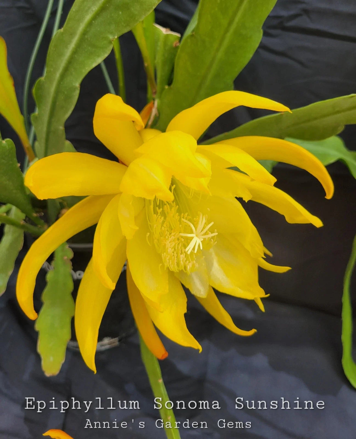 succulent sunshine Epiphyllum Cuttings - 8-10 Inch Sonoma Sunshine