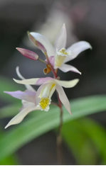 Orchid Plant 3" Pot - Bletilla Terracotta Princess, Rooted Cold Hardy