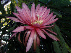 Epiphyllum Orchid Cactus Cutting - FUSAE NAKANISHI Variety - Rare Tropical Plant - Perfect for Home Garden