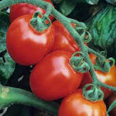 Italian Roma Tomato Seeds - Heirloom, Non-GMO, 100 Seeds - Perfect for Home Gardening and Organic Growing
