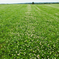 Dutch White Clover Seeds - Lush Lawn Cover - Landscape Clovers - Trifolium repens - Perfect for 2025 Planting