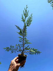 Murray Leyland Cypress Tree (Cupressocyparis leylandii ‘Murray’) | Fast-Growing Evergreen Privacy Hedge | 2.5 Inch Pot