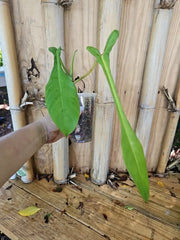Rare XL Philodendron Joepii Tall Aroid Plant in 3.5" Pot with Larger Trunk - Matured Indoor Houseplant