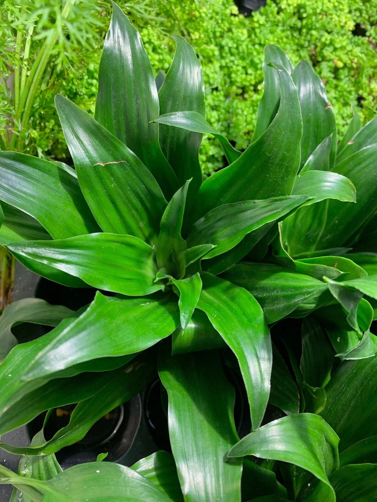 Janet Craig Pineapple Plant - Dracaena Compacta Live House Plant - Indoor Greenery - Buy 2 Get 1 Free Offer