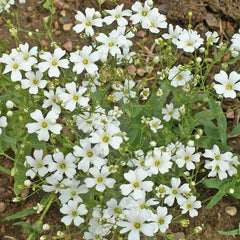 Baby's Breath Wildflower Seeds 1 Lb - Gypsophila elegans - Everwilde Farms Mylar Seed Packet