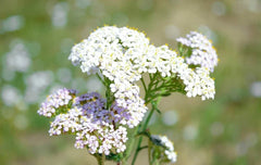 White Yarrow Seeds 1000 Pack - Achillea Millefolium - Western Flower, Drought-Resistant, Perennial Garden Plant