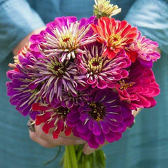 Zinnia Seeds - 5" Mixed Colors - METEOR SHOWER - Non-GMO, 100 Seeds - Hard to Find Variety