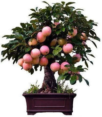 Dwarf Bonsai Apple Tree Seeds - 50 Seeds - Indoor Fruit Bonsai - Malus pumila