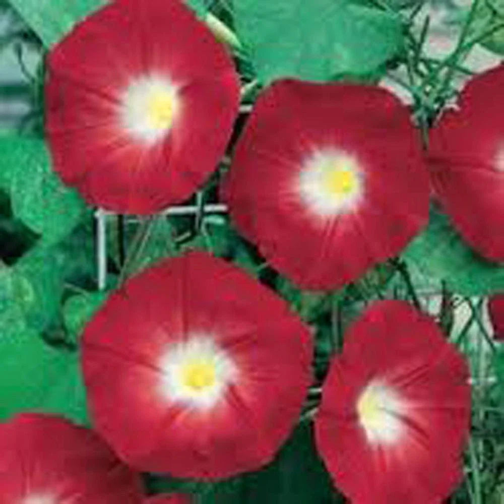 Scarlet O'Hara Morning Glory Seeds, 500+ Seeds, Season Long Blooms, Ipomoea coccinea