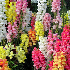 Magic Carpet Mix Snapdragon Seeds | Heirloom Edible Flowers | Antirrhinum majus | Garden Planting Supplies