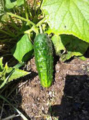 Cucumber Seeds 500 Count, Boston Pickling Heirloom, Non-GMO, Perfect for Pickling, Cucumis sativus